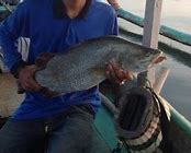 Cara Mancing Ikan Besar Di Laut